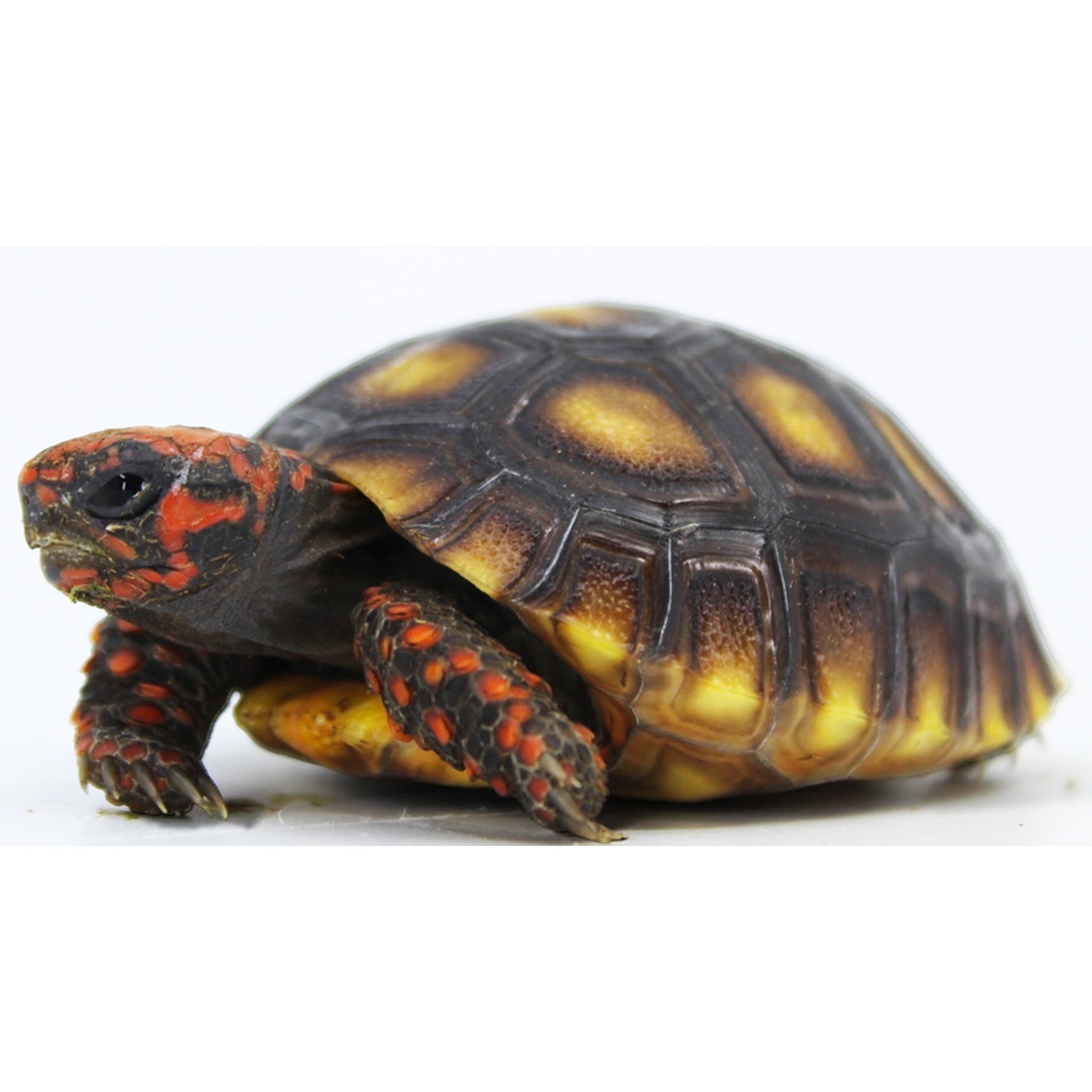 Red-eared slider turtle with dark shell and yellow markings; red cheek patches and orange-spotted legs.
