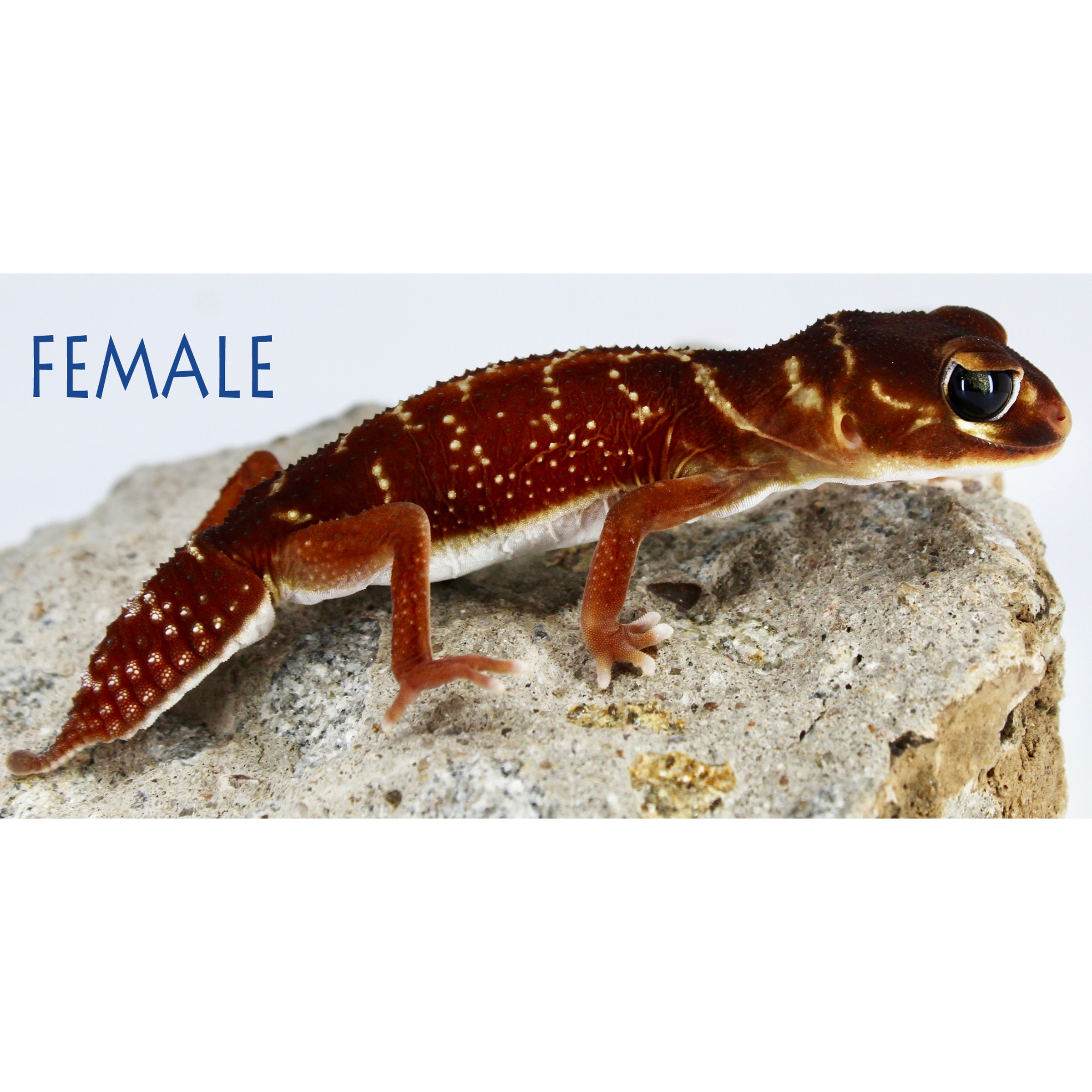 Brown gecko with white spots perched on gray rock, labeled FEMALE in blue text.
