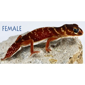Brown gecko with white spots perched on gray rock, labeled FEMALE in blue text.