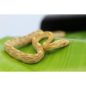 Coiled yellow-brown patterned snake with red eye resting on a bright green leaf.