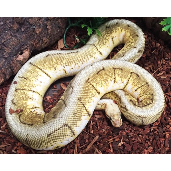 Coiled pale yellow snake with dark markings resting on brown mulch.