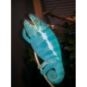 Turquoise chameleon with a white dorsal stripe clings to a branch in a dim enclosure.