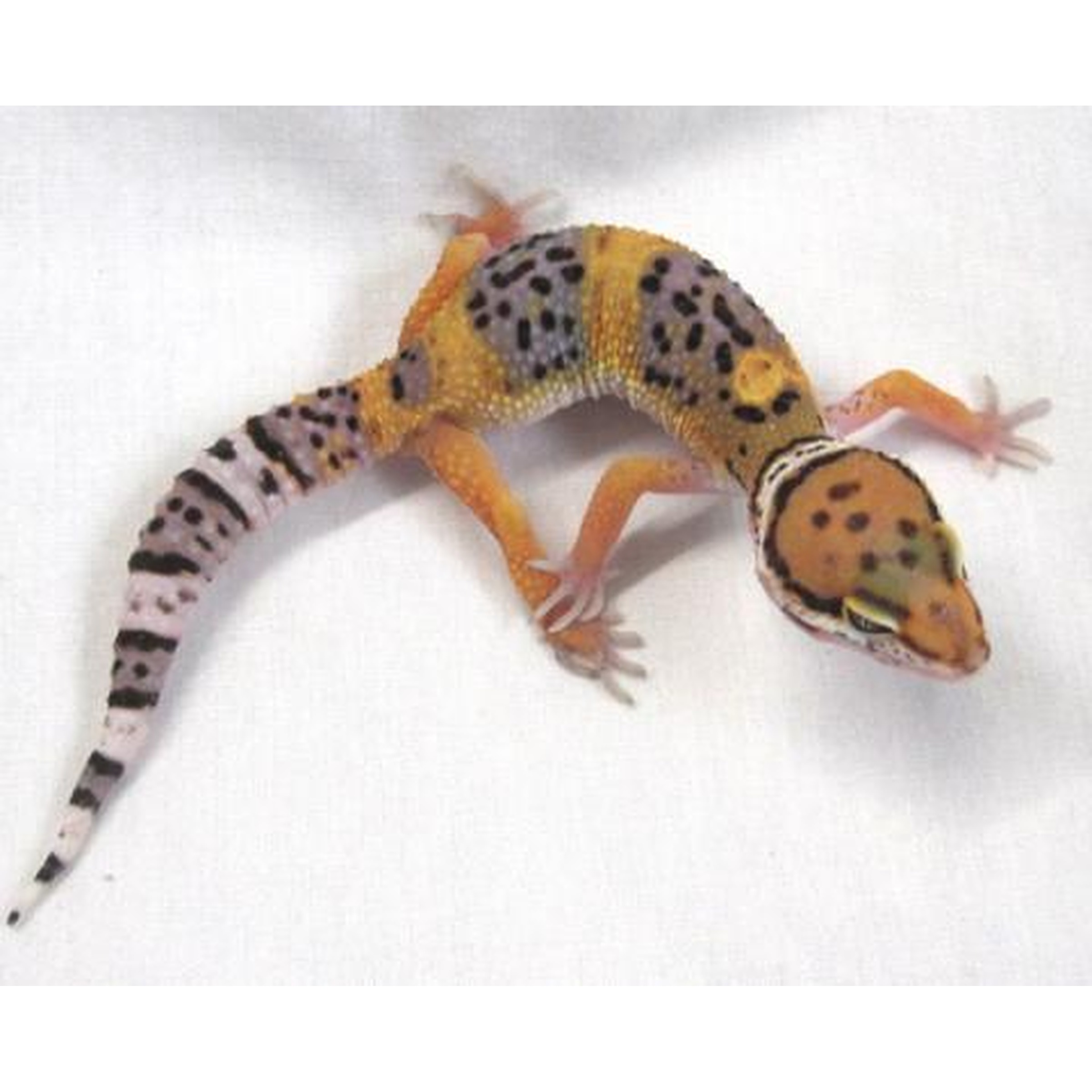 Leopard gecko with orange, yellow, and black spots and a striped tail on a light background.