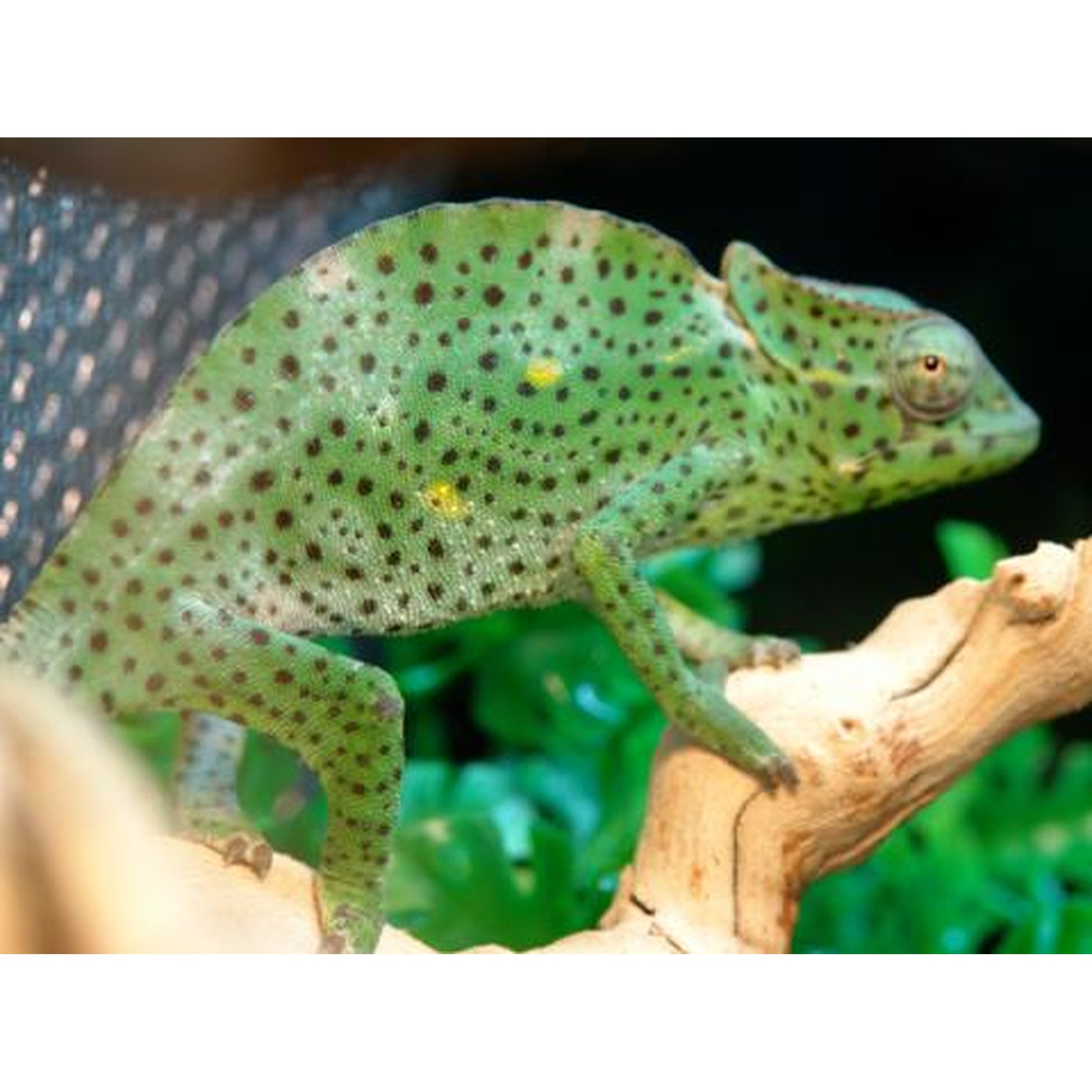 Green spotted chameleon on a light brown branch with a leafy green background.