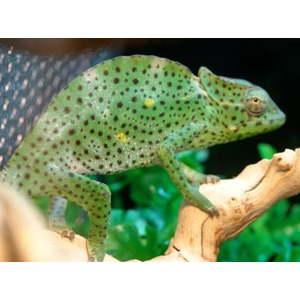 Green spotted chameleon on a light brown branch with a leafy green background.