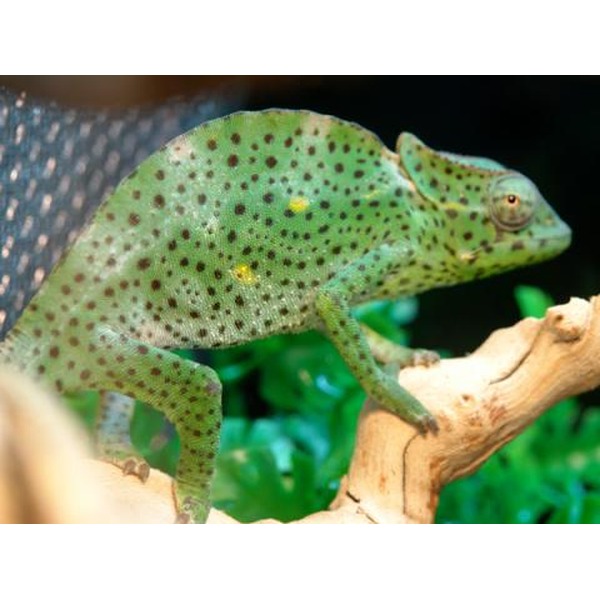 Green spotted chameleon on a light brown branch with a leafy green background.