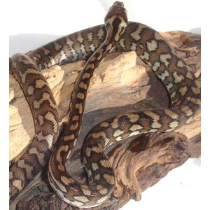 Brown patterned snake coiled around a log.