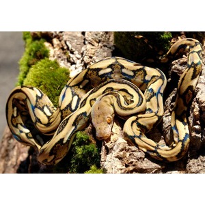 Coiled patterned python with tan, black and blue markings on rocky surface with moss.