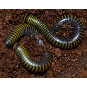 Several black and yellow striped millipedes coiled on damp brown soil.