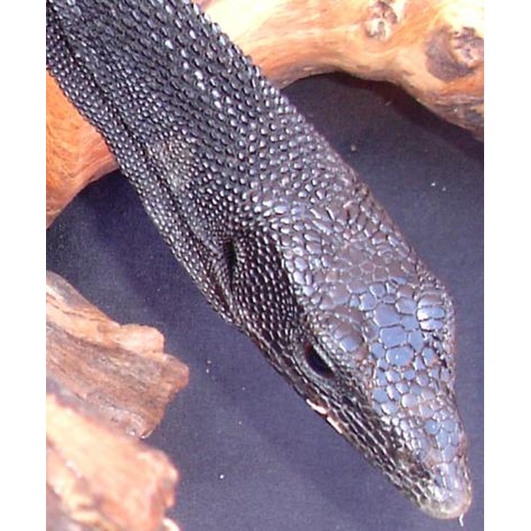 Close-up of a dark, textured snake head with mosaic-like scales.