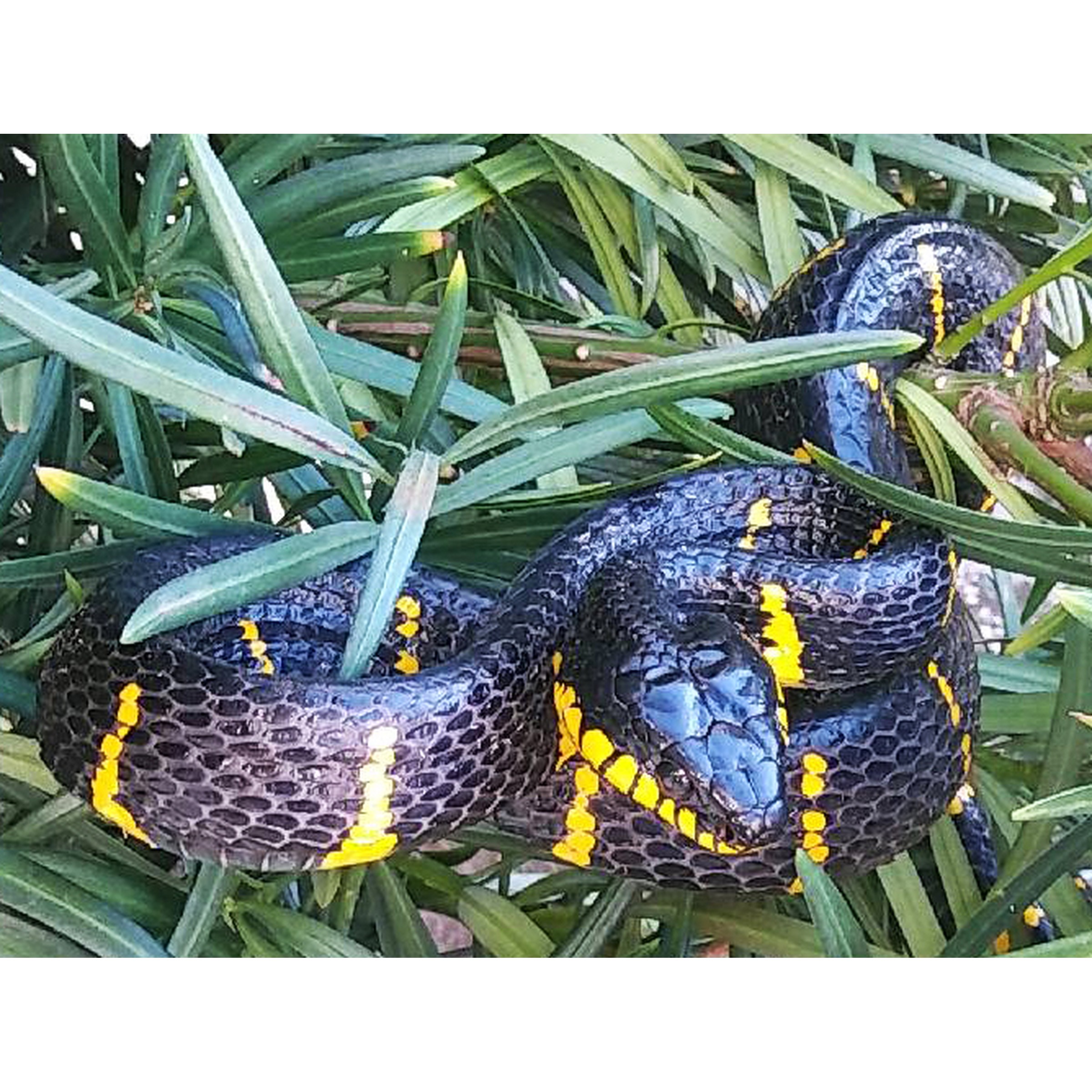 boiga melanota for sale Juvenile Malaysian Mangrove Snake (Female) Sumatran Black & Yellow Mangrove