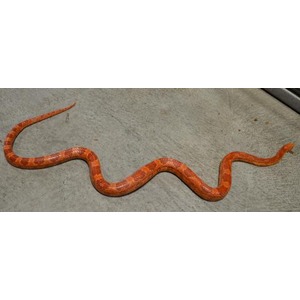 Orange snake with reddish-brown bands slithering on a gray concrete surface.