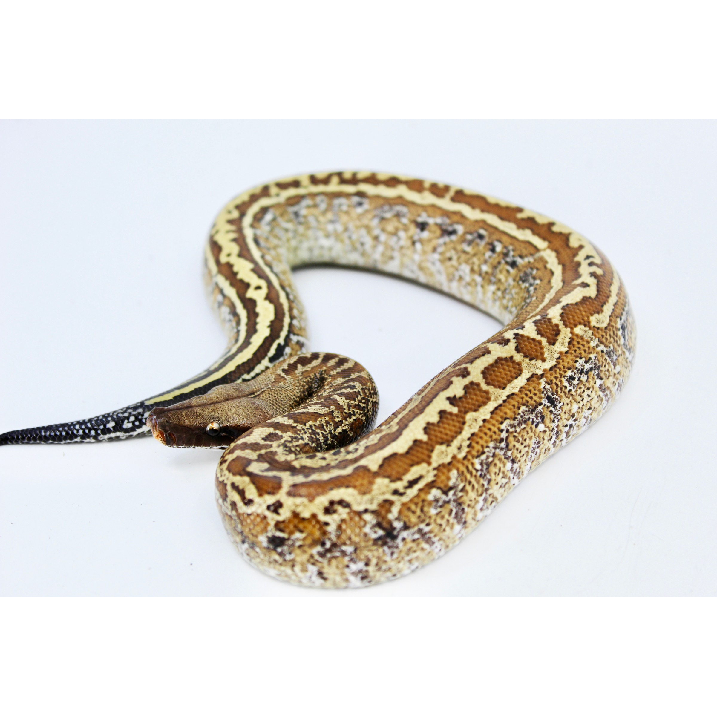 Coiled brown and tan patterned snake on a white background, head near the front.
