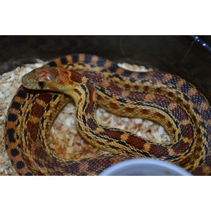 Coiled corn snake with orange, yellow, and black scales on wood shavings inside a tank.