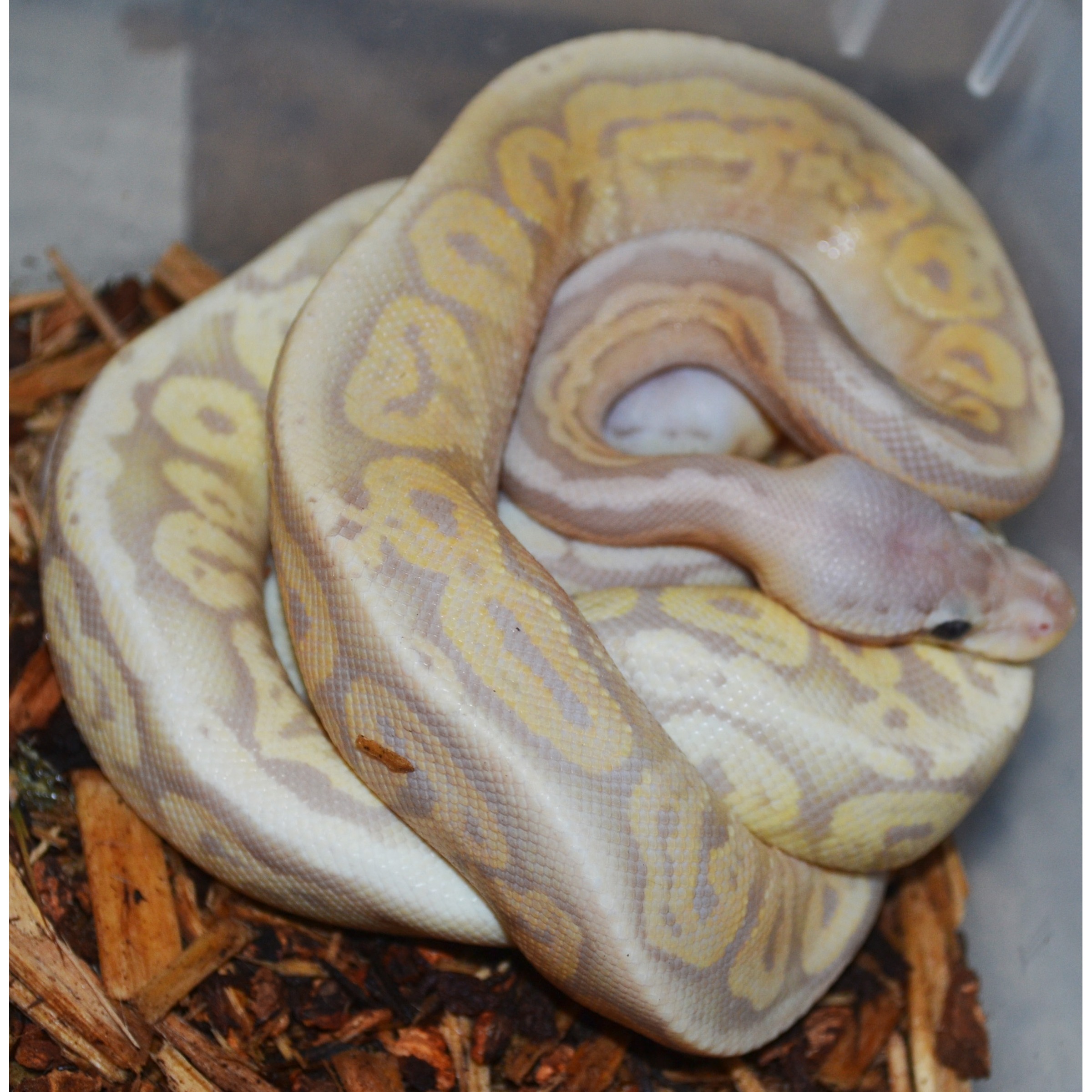 Coiled pastel albino ball python with yellow and lavender pattern on wood chips.