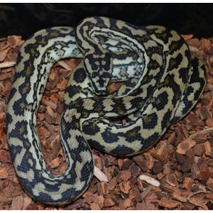 Coiled snake with light gray and dark brown blotches on brown wood mulch.