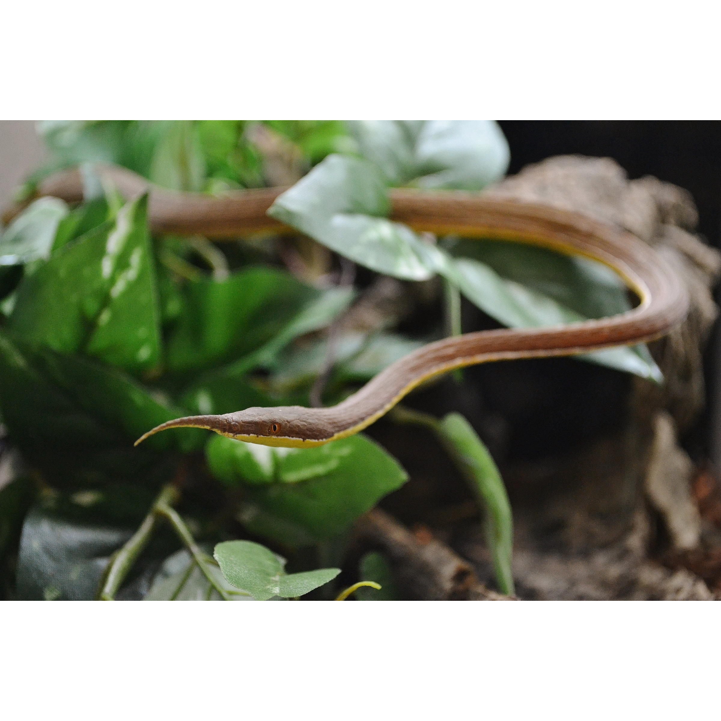 Brown slender snake curving through green leaves, with a yellow underside visible.