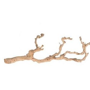 Twisted driftwood branch with multiple irregular twigs.