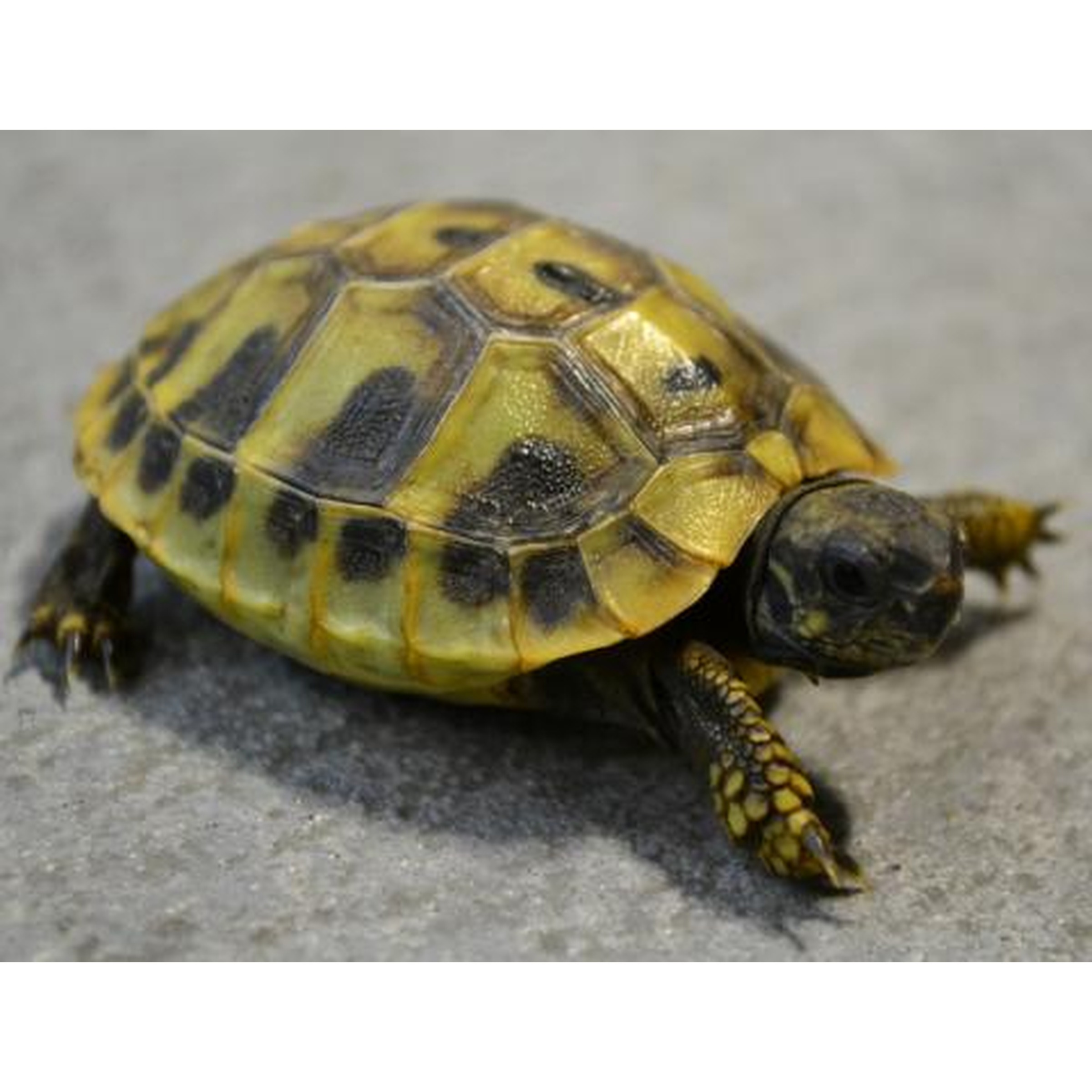 Yellow and black patterned turtle walking on a gray surface, head slightly turned.
