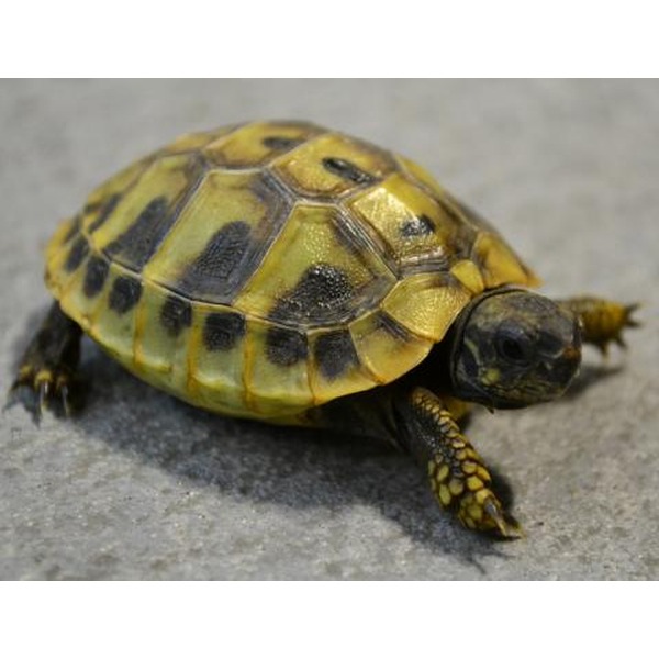 Yellow and black patterned turtle walking on a gray surface, head slightly turned.