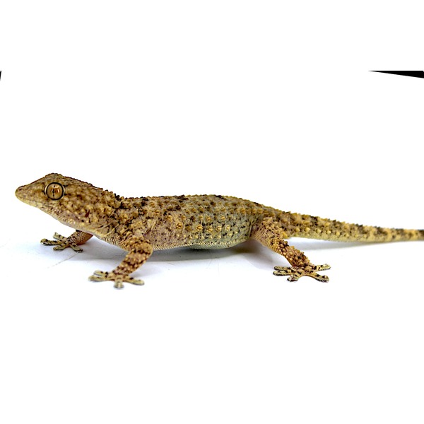 Brown, mottled gecko with rough skin and long tail on white background.