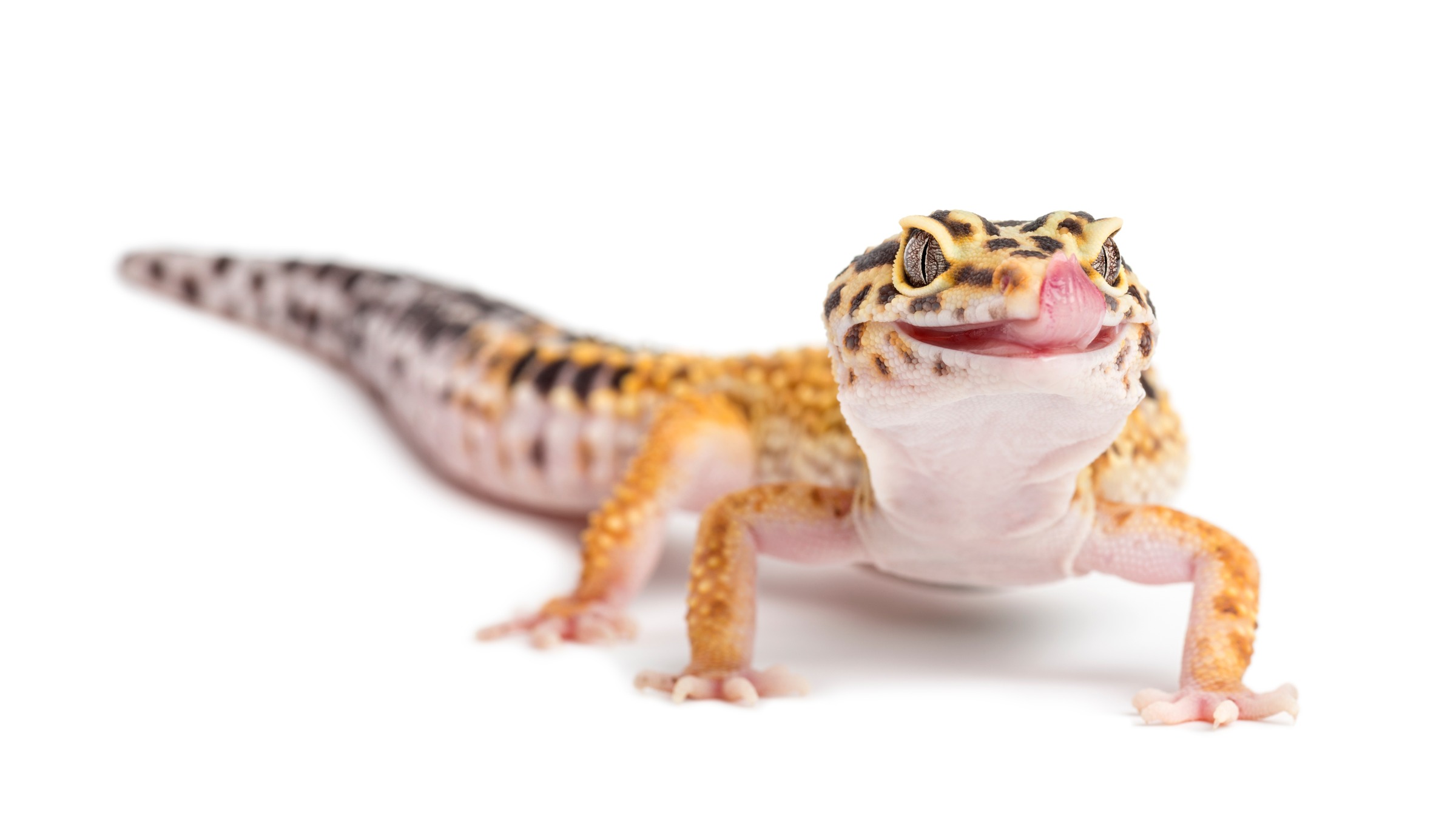 Leopard gecko with black spots and its tongue sticking out on white