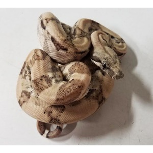 Coiled beige ball python with dark brown markings on a light background.