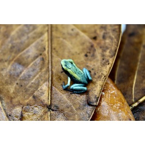 Tiny turquoise frog perched on a brown dried leaf.