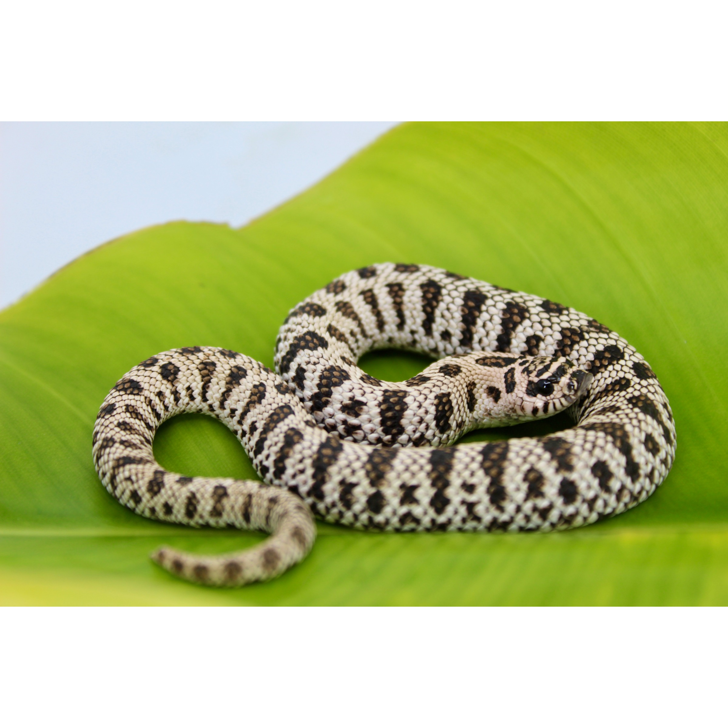 Small patterned snake with black and white bands coiled on a bright green leaf.