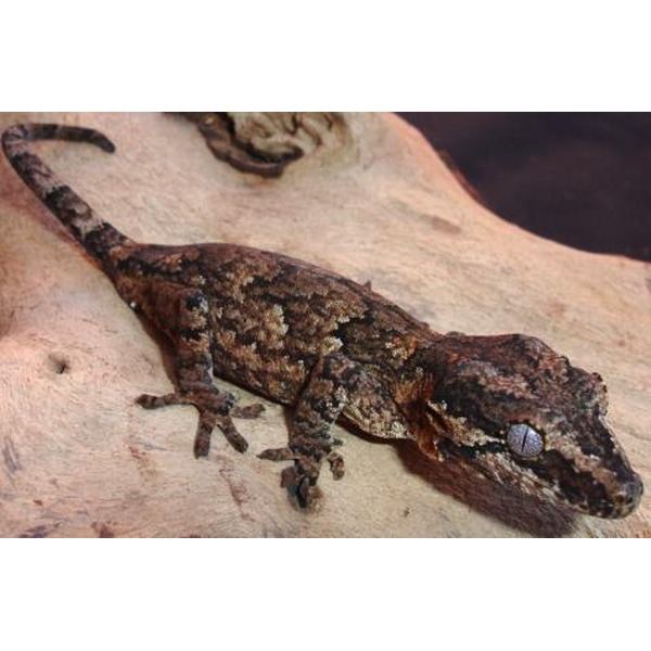 Brown camouflaged gecko with rough textured skin on a rock, tail curled and large eyes visible.