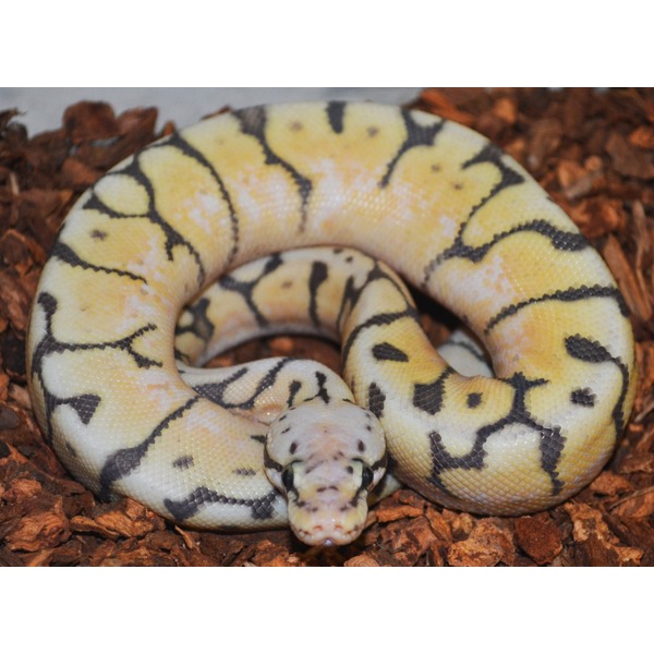 Coiled yellow and cream patterned snake with black markings resting on brown mulch.