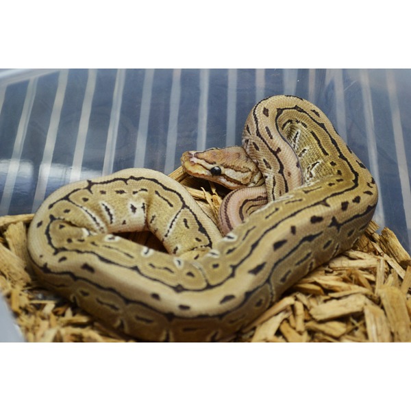 Coiled ball python with tan and black markings on wood shavings inside a clear enclosure.