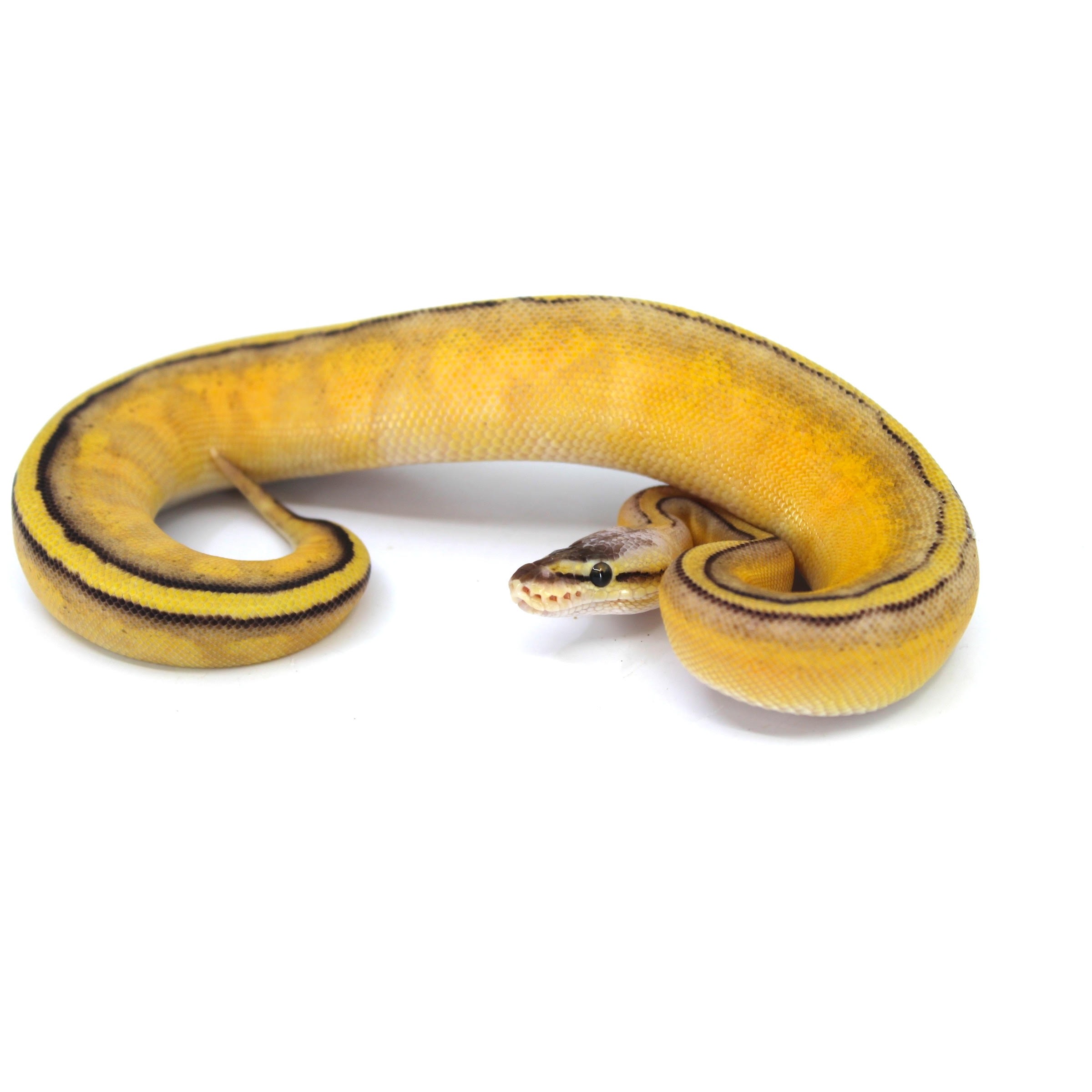 Yellow ball python coiled with dark stripes, head raised, on a white background.