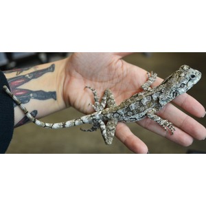 Tiny lizard with a mottled gray pattern rests on a tattooed forearm.