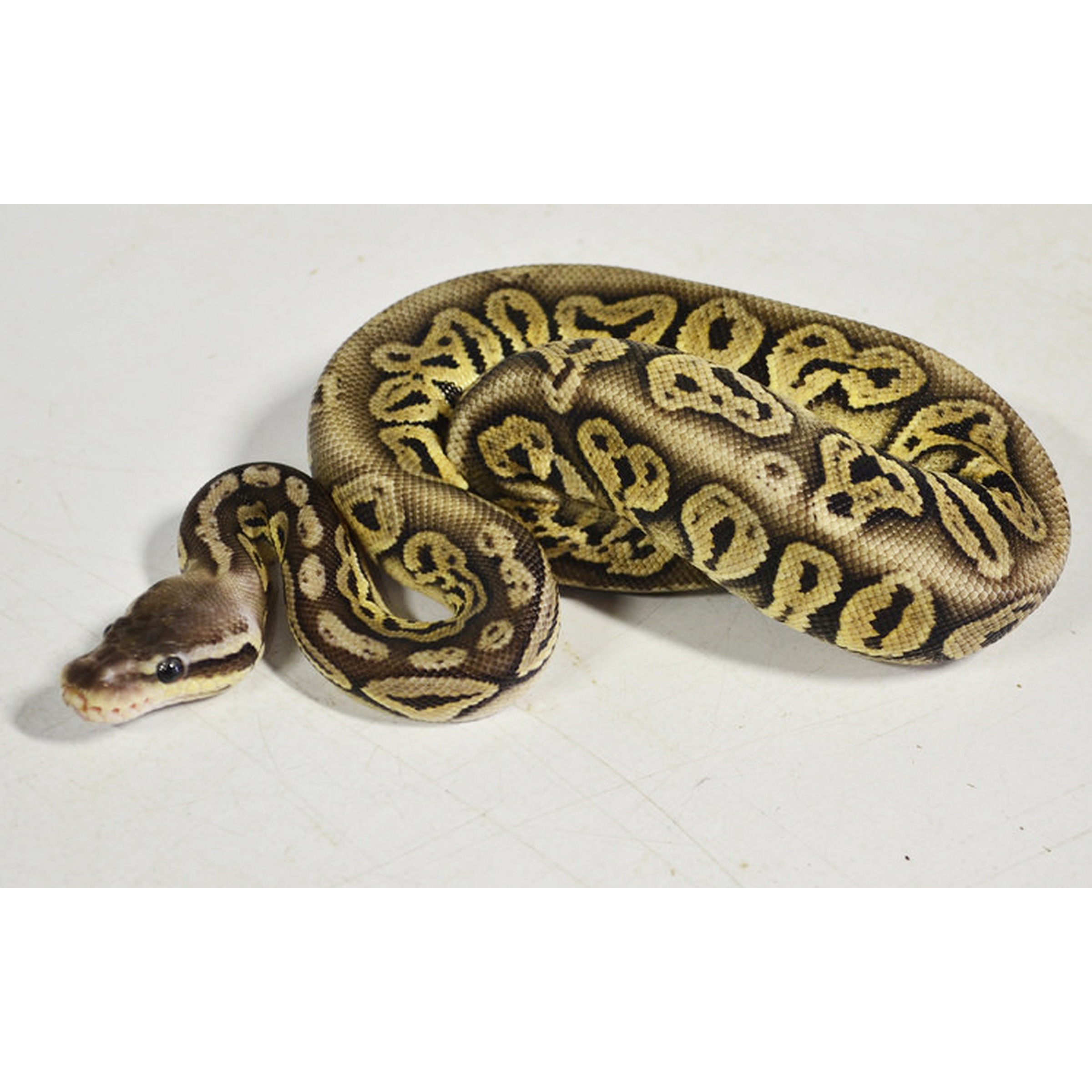 Ball python with brown and tan saddled pattern coiled on a light surface.