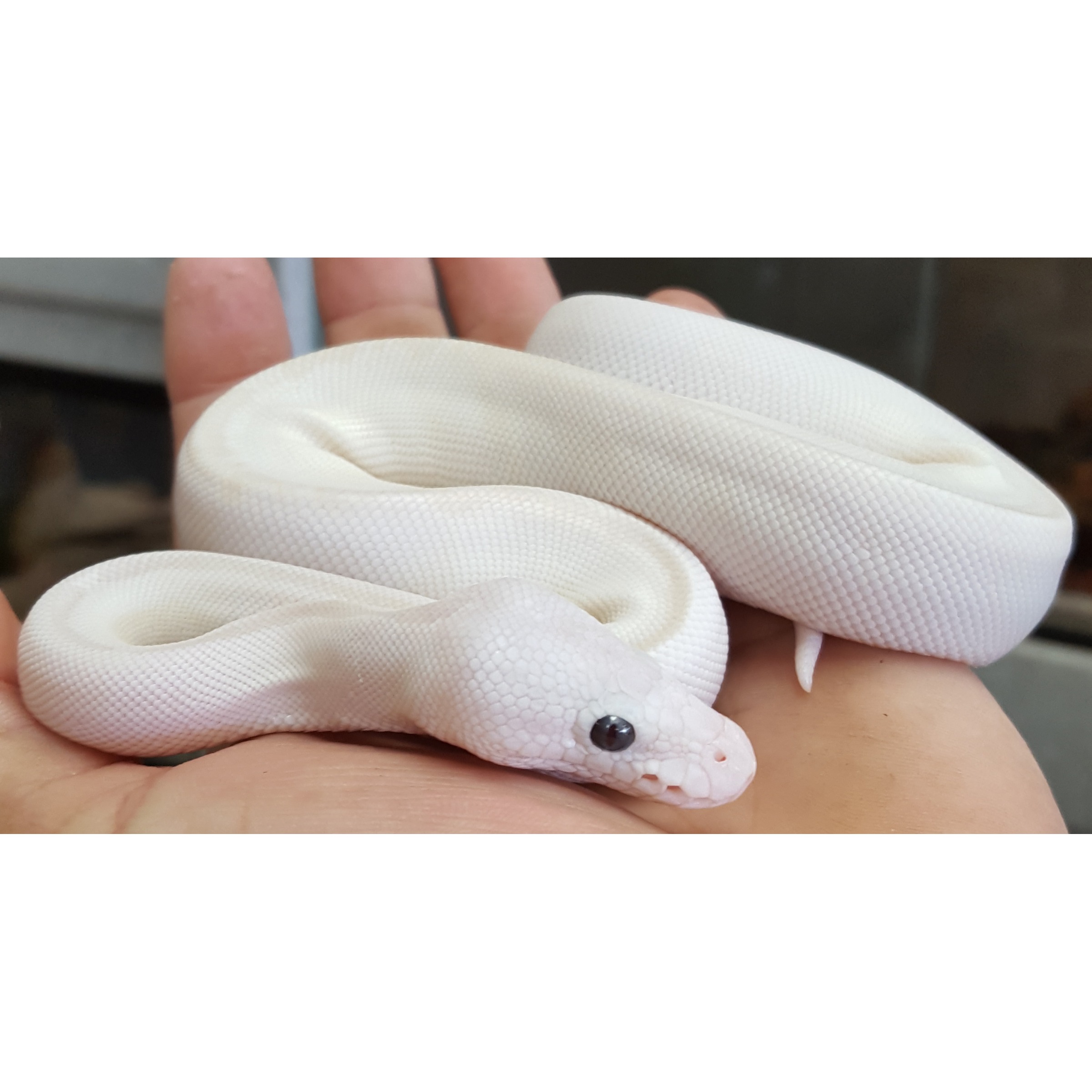 White ball python coiled on a hand, showing smooth white scales and dark eye.