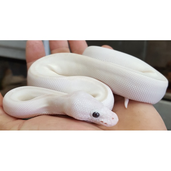 White ball python coiled on a hand, showing smooth white scales and dark eye.