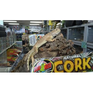Bearded dragon sunning on a rocky display inside a pet store.