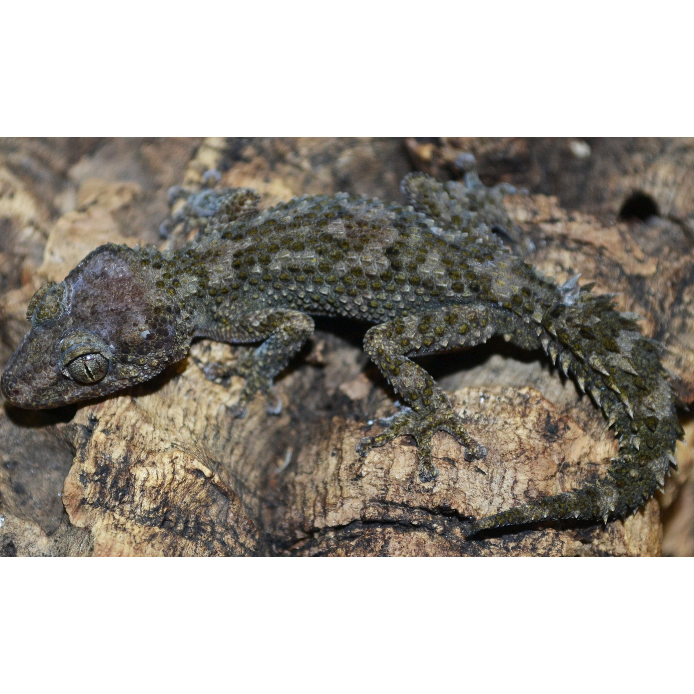 Small gecko with knobby olive-green skin rests on a rough rock surface.