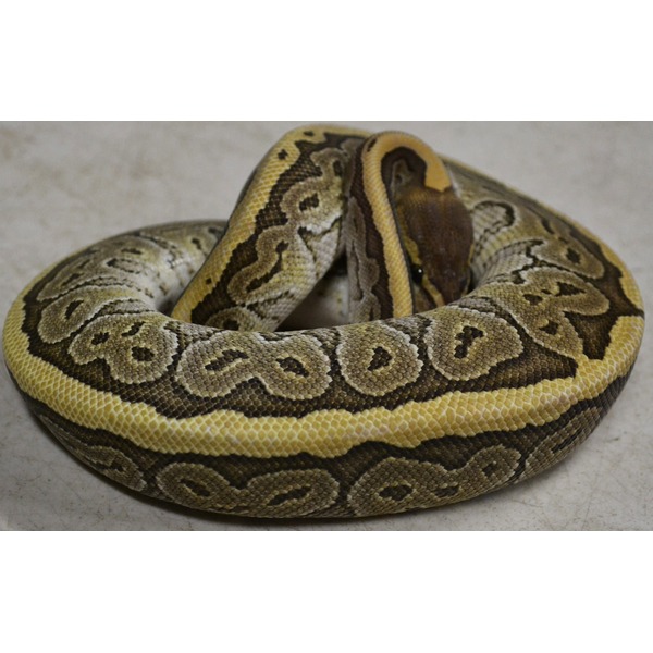 Small Jigsaw Ball Pythons | LLLReptile