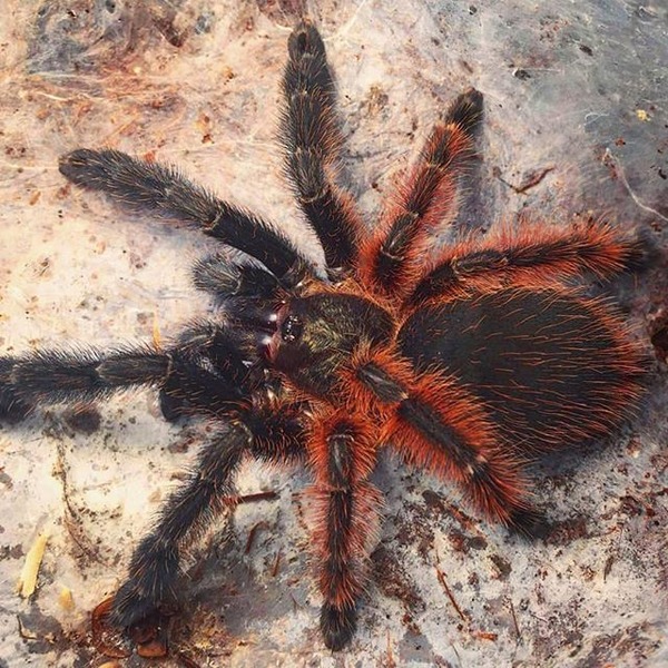 Large, dark orange-and-black tarantula with hairy legs on a rocky ground.