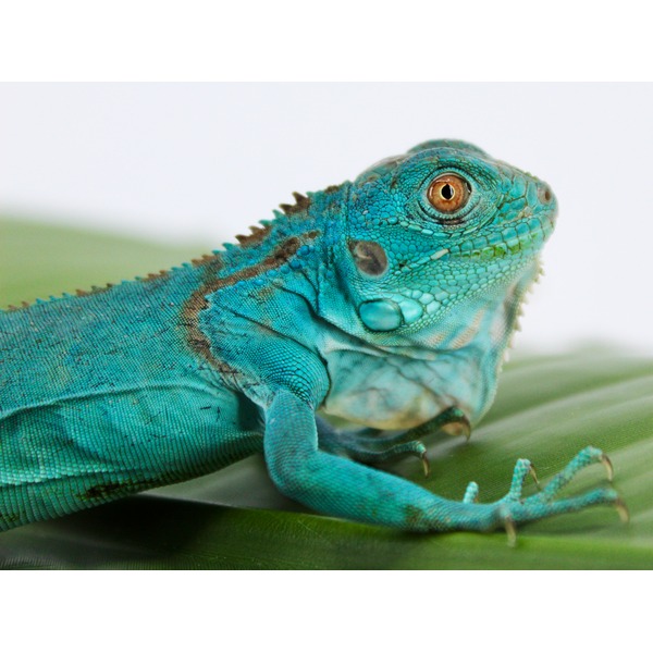 Close-up of a blue-green iguana with an orange eye resting on a green leaf.