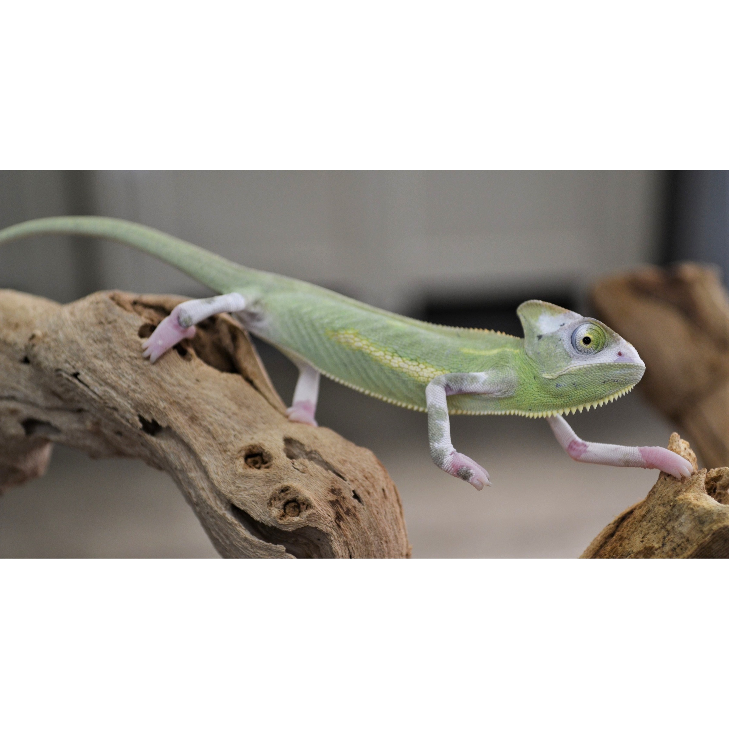 Green chameleon with pale pink limbs clings to a rough wooden branch, tail curling.