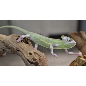 Green chameleon with pale pink limbs clings to a rough wooden branch, tail curling.