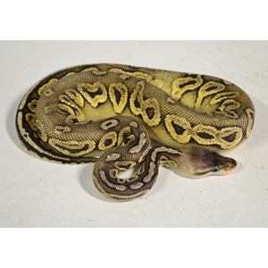 Ball python coiled on a light surface with yellow and brown geometric patterns.