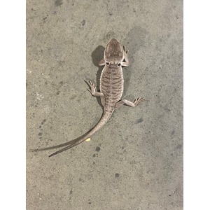 Brown gecko with textured back and long curled tail on concrete.