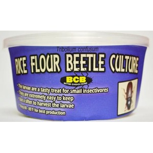 Blue tub labeled Rice Flour Beetle Culture with BCB logo and a small beetle photo on the right.