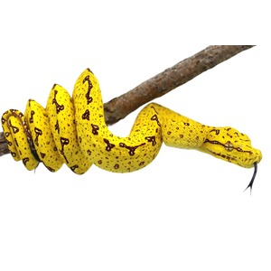 Bright yellow snake with dark brown markings coiled around a branch, head forward with forked tongue.