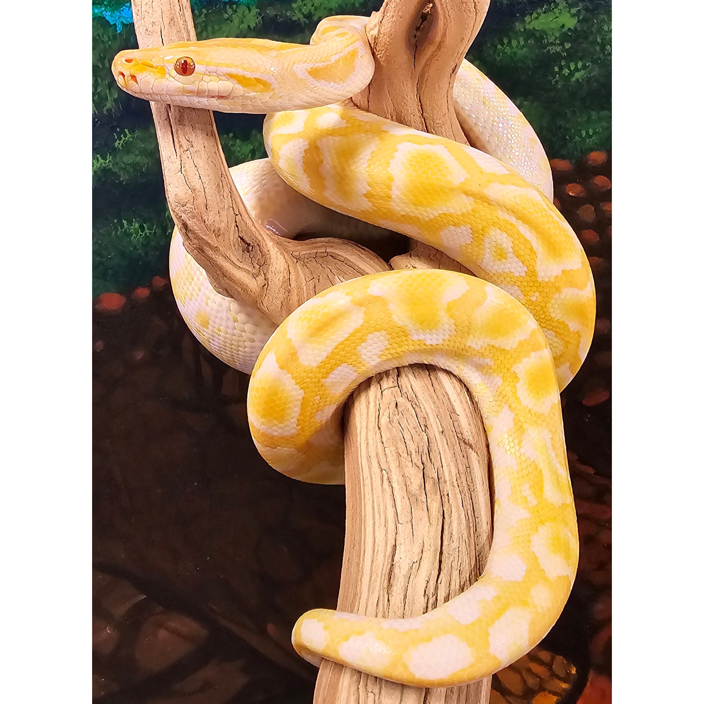 Yellow and white patterned snake coiled around a textured branch in a terrarium.