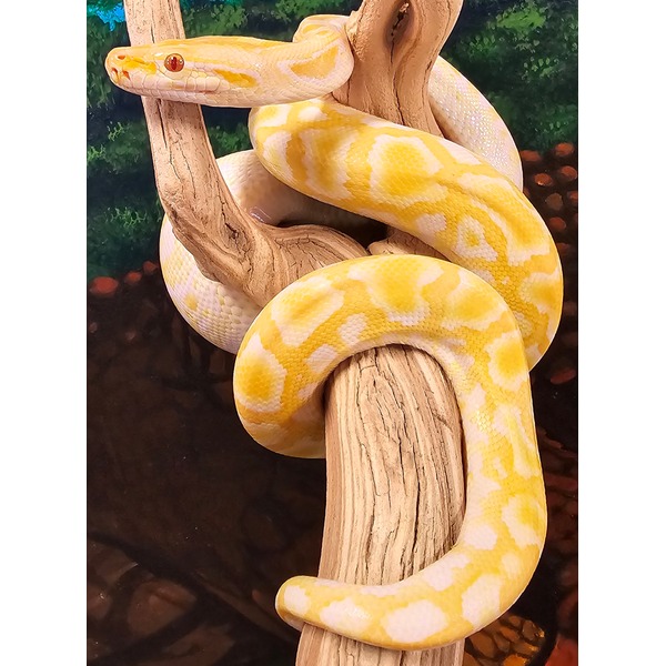 Yellow and white patterned snake coiled around a textured branch in a terrarium.